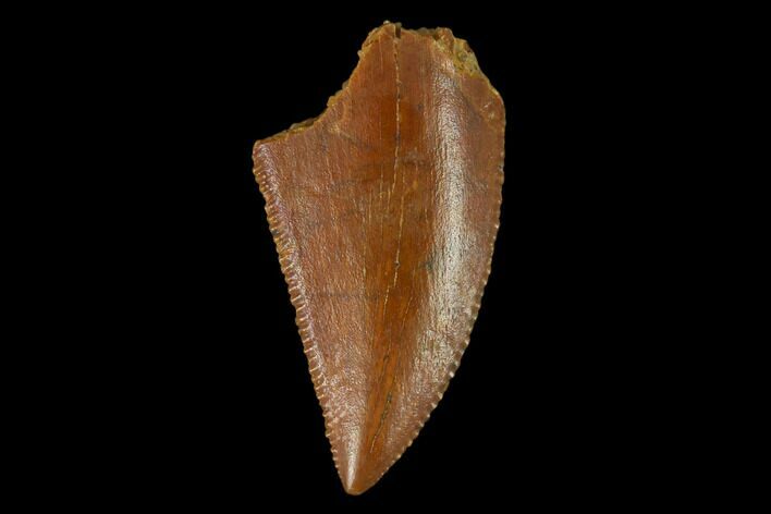Serrated, Raptor Tooth - Real Dinosaur Tooth #133408